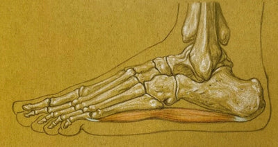 The Wonders and Woes of the Human Foot